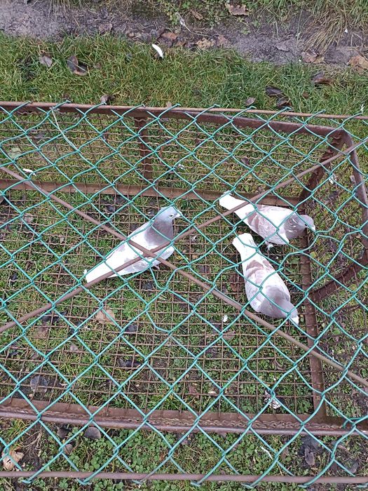 Sprzedam gołębie pocztowe