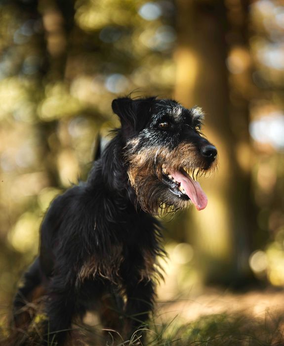 Twix – wierne psie serce szuka kogoś, kto go pokocha