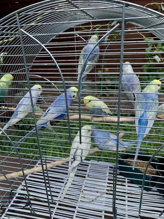 Papuga falista  tęczowe papużki faliste osobniki z 2023/24 roku