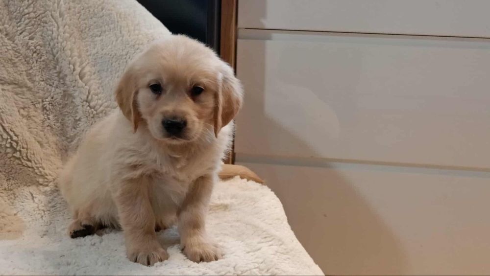 Golden retriever, piesek, rodowód 4 pokoleniowy, ur.23.07