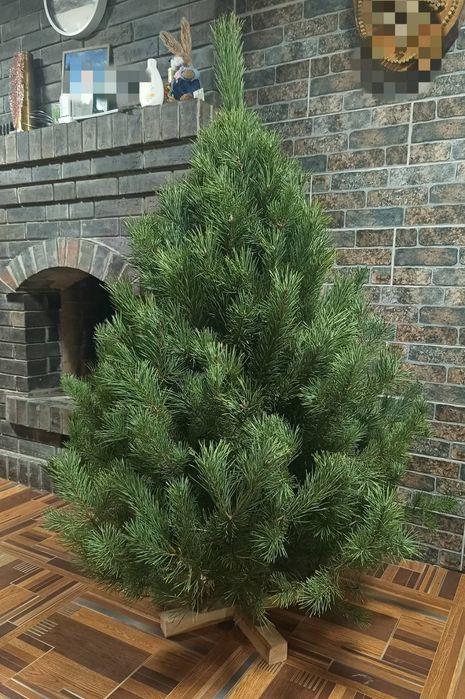 Жива набірна / сбірна ялинка / сосна