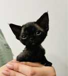 Wybitny typ - kotka - Devon Rex -