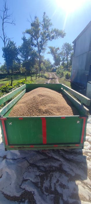 Соя Апполо раундап посівна