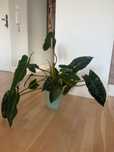 Philodendron Ilsemanii - 4 rośliny w doniczce