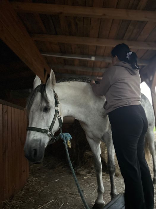 Sprzedam piękną siwą klacz