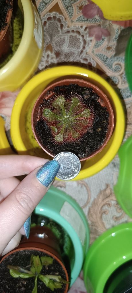 Росянка Drosera spatulata