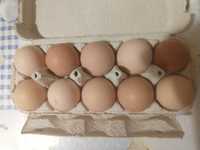 Яйца домашних курей ЭКО