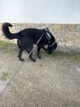 Adotar um cão labrador cadela