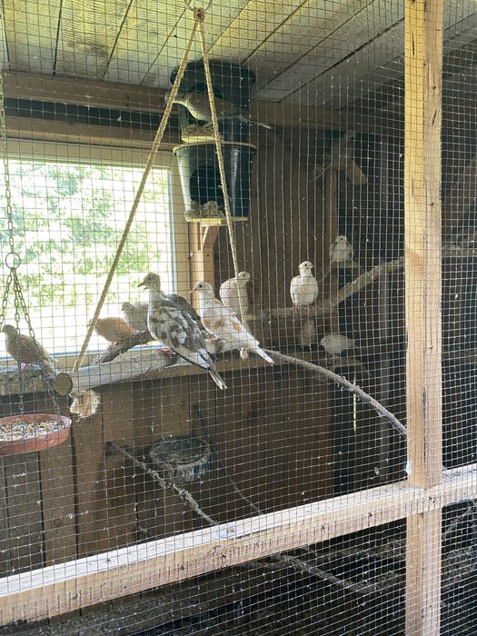 Gołębie cukrówki ozdobne stado