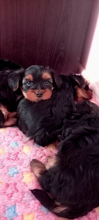 Цуценята Йоркширський тер'єр