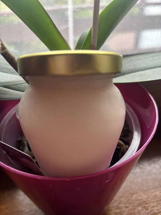 Maść żywokostowa na smalcu gęsim 100 ml w szklanym słoiczku