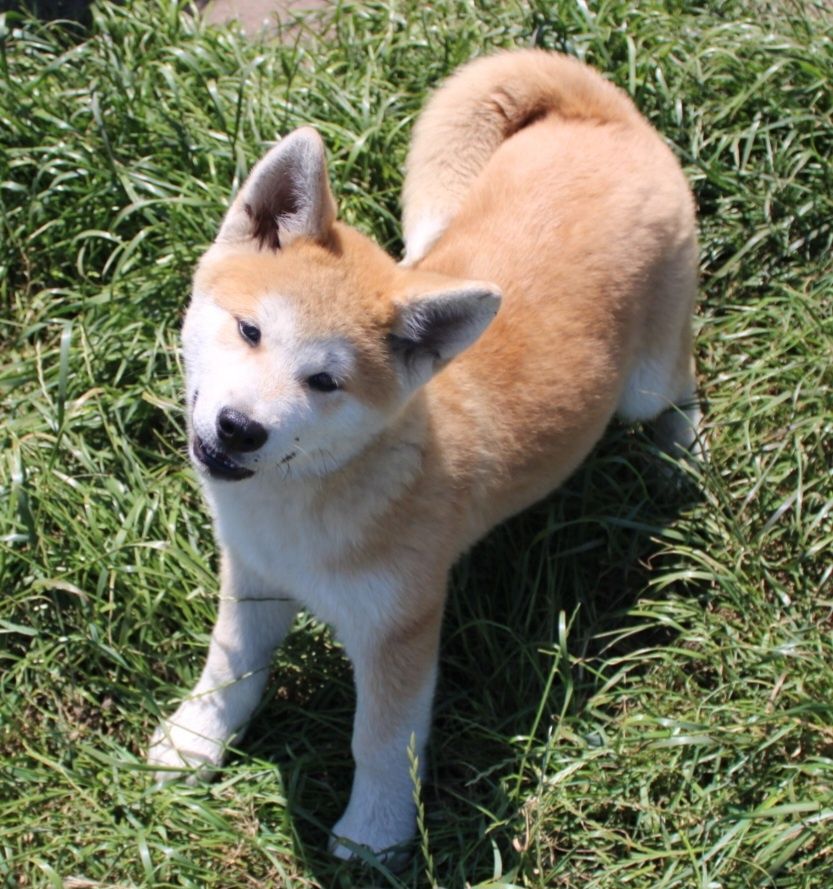 Akita Japońska (Inu) samiec nr 3