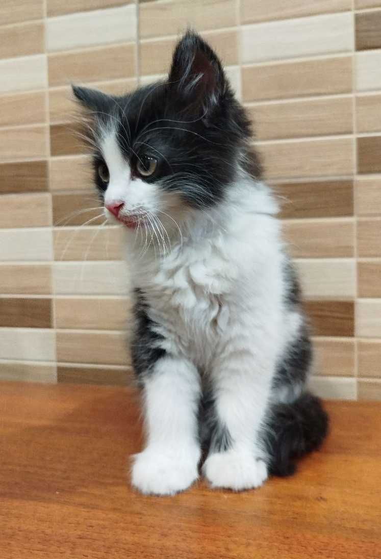 Кошенятка добрим людям в добрі руки! Саме для Вас)
