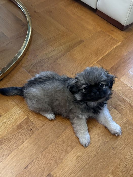 Piesek i suczka pekinczyka szczeniaki do oddania