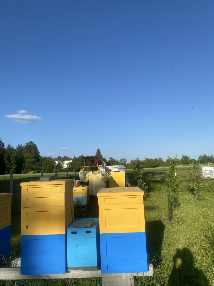 Rodzina pszczela na 10 ramkach – młoda matka – 500 zł – Pasieka Adama