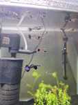 Gupik dumbo purple dragon gupiki