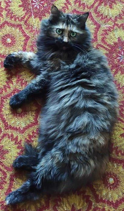 Загубилась кішка. Київ, Оболонь, вул. Прирічна,27. ВИНАГОРОДА