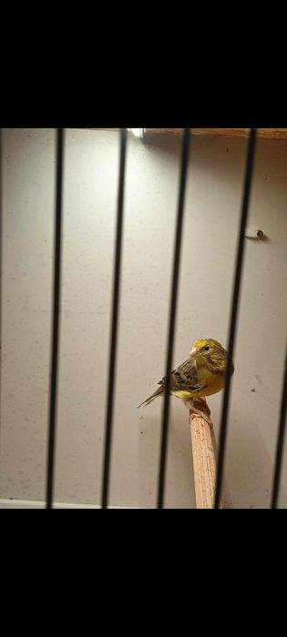 Kanarki Agat żółty