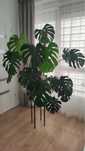 Kwiat Monstera Deliciosa