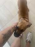 Cadela de 8 meses para adopção