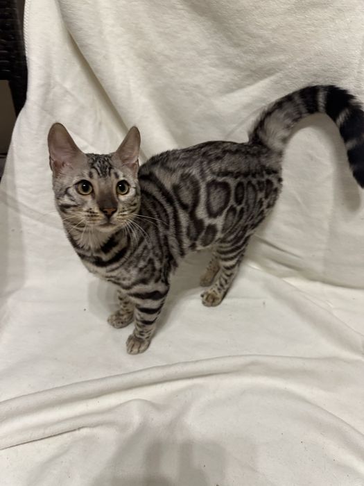 Bengal Blanco – 5 miesięczny kocur, Silver Spotted Tabby z rodowodem