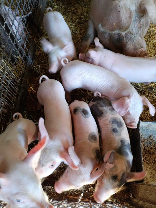 Поросята породи Картер