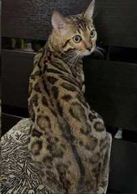 Бенгальський кіт для вязки