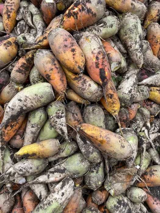 Продам кормові буряки с.Дружне гарні ціни є 4-5 тонн