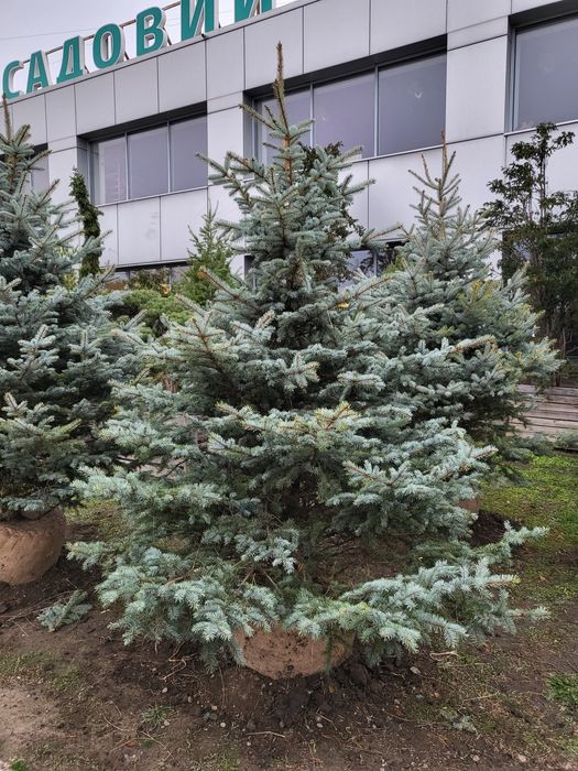 Живі новорічні Ялинки/Кримські Сосни/Псевдотсуги