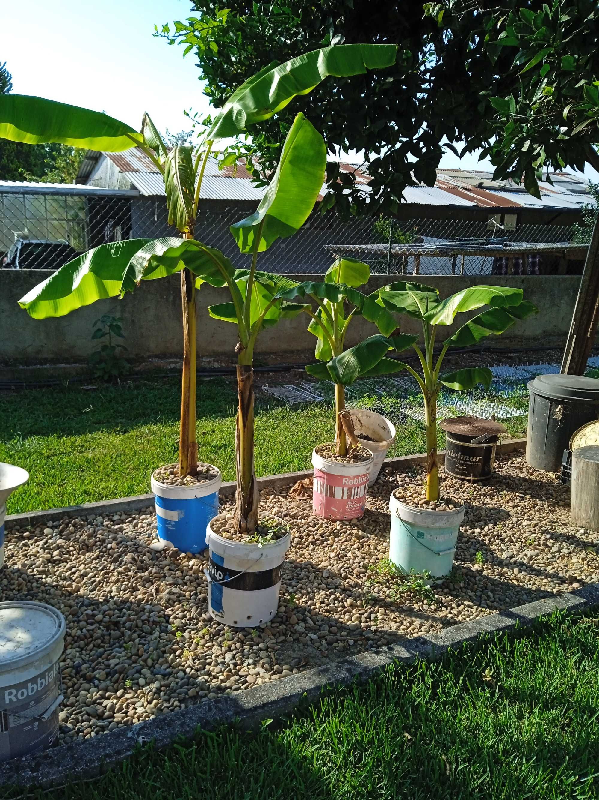 Bananeiras envazadas-enraizadas (pode replantar em qualquer época)