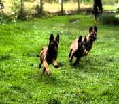 Owczarek belgijski malinois