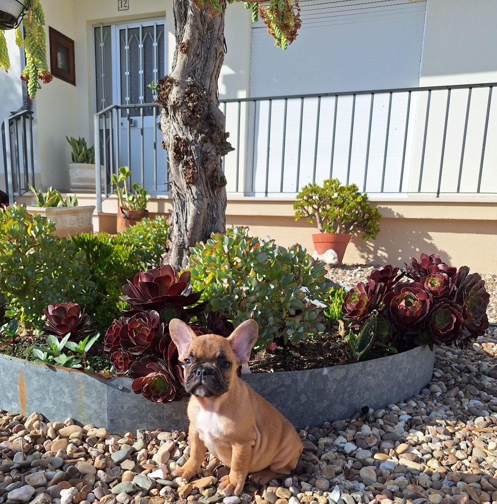 Bulldog Francês Red Fawn