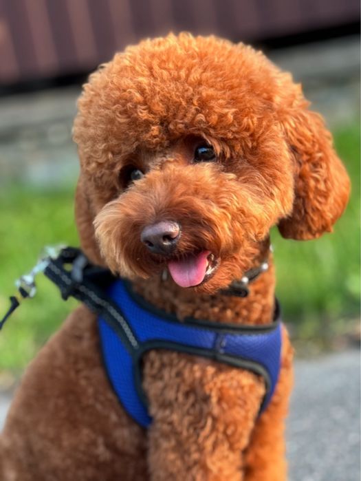 Вязка той пудель ред браун