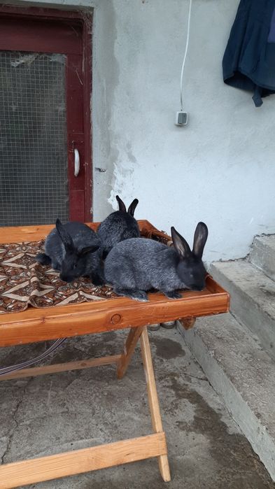 Кролики полтавське срібло