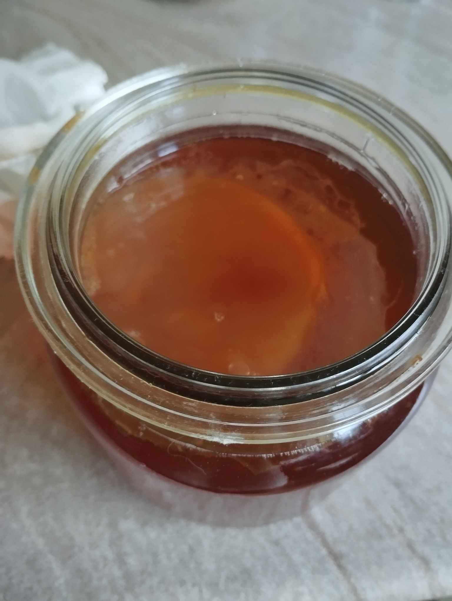 Kombucha grzyb japoński  SCOBY