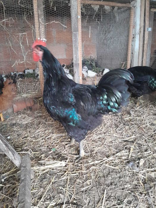 galos jersey gigante e plymouth