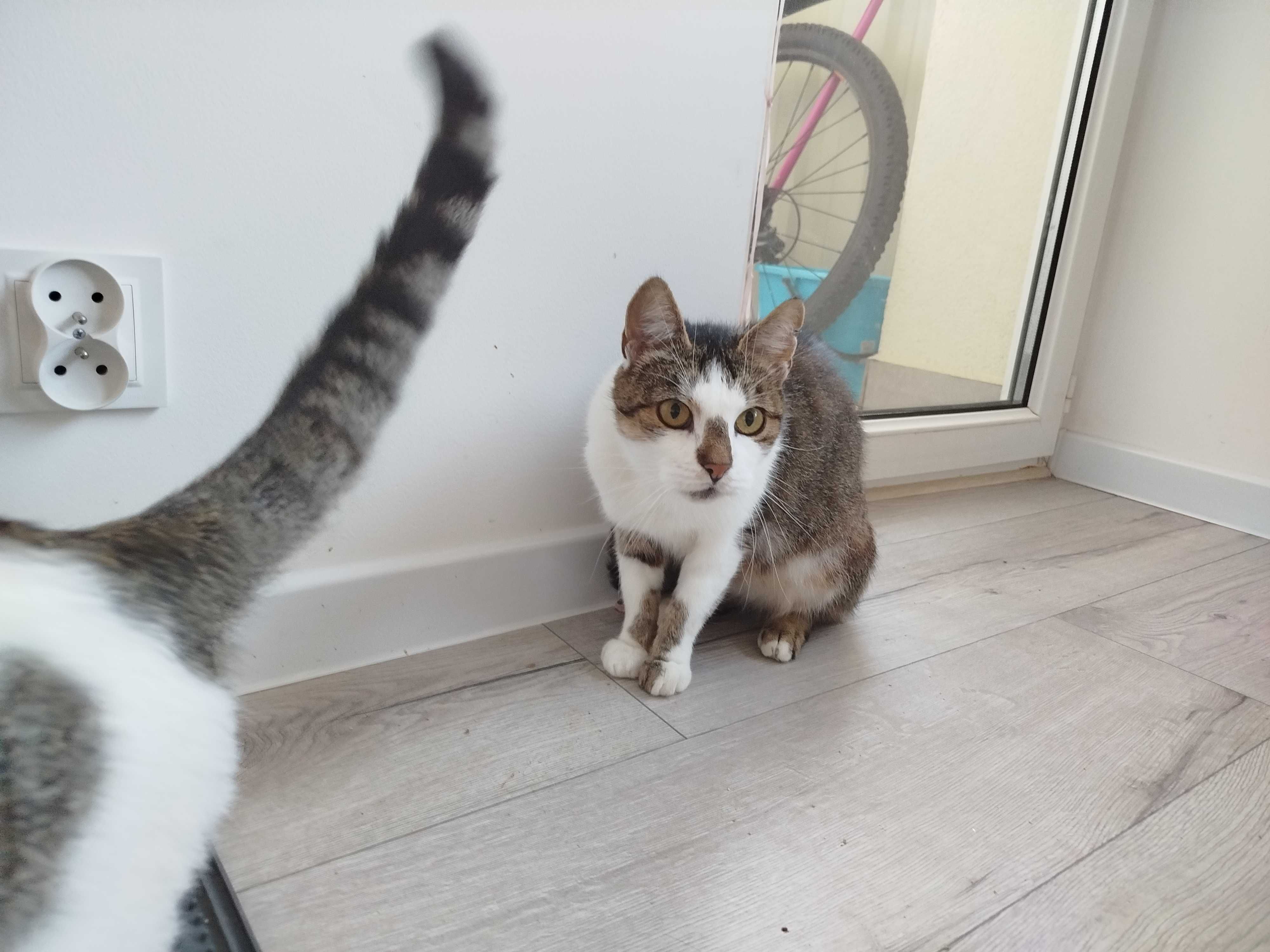 Kotka do adopcji