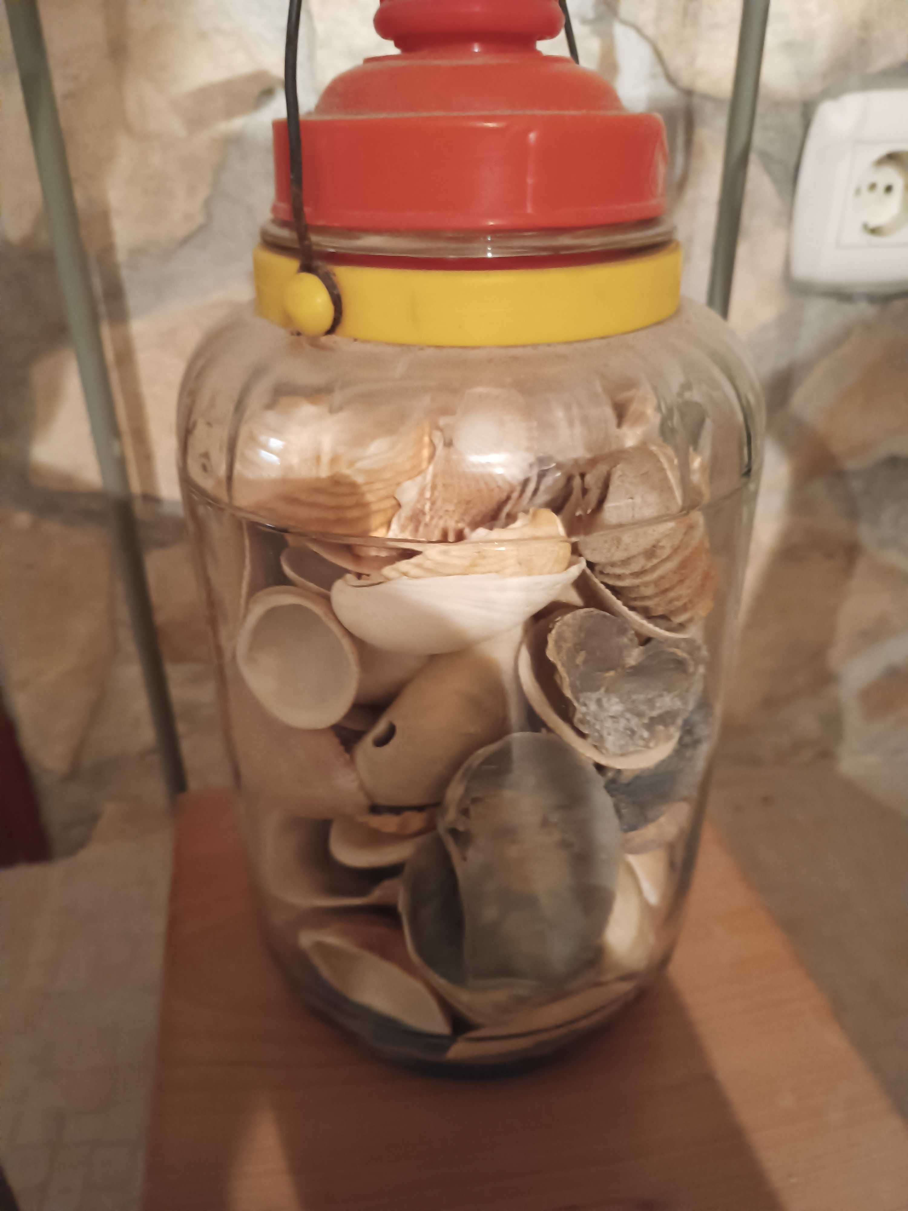 Búzios e conchas