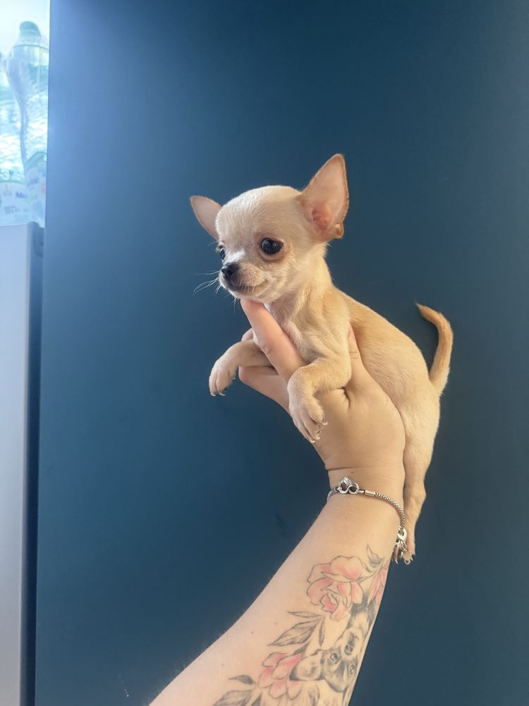 Mini chlopczyk chihuahua kremowy