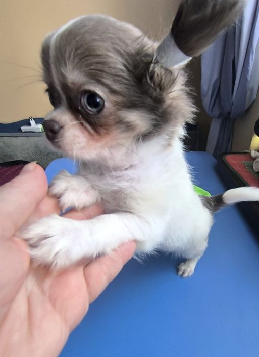 Веселі розумні ігриві чихуа