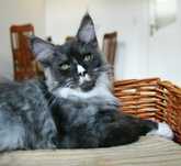 Maine Coon - kocurek Bydgoszcz