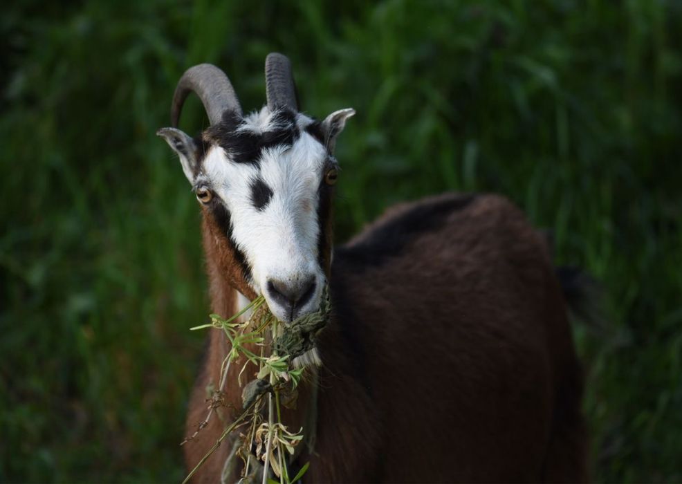 Продам козу дійну
