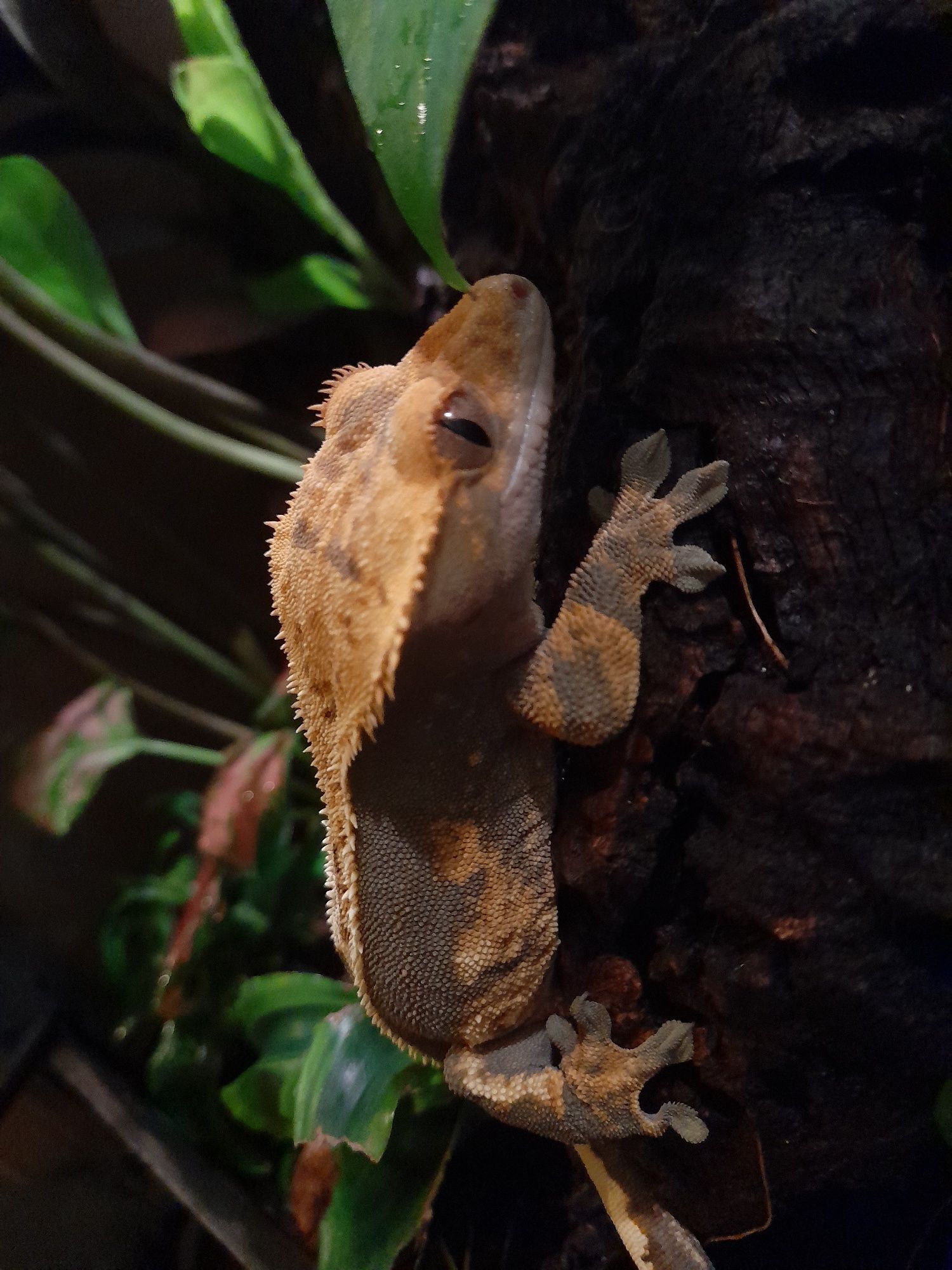 Samica gekona orzęsionego z terrarium
