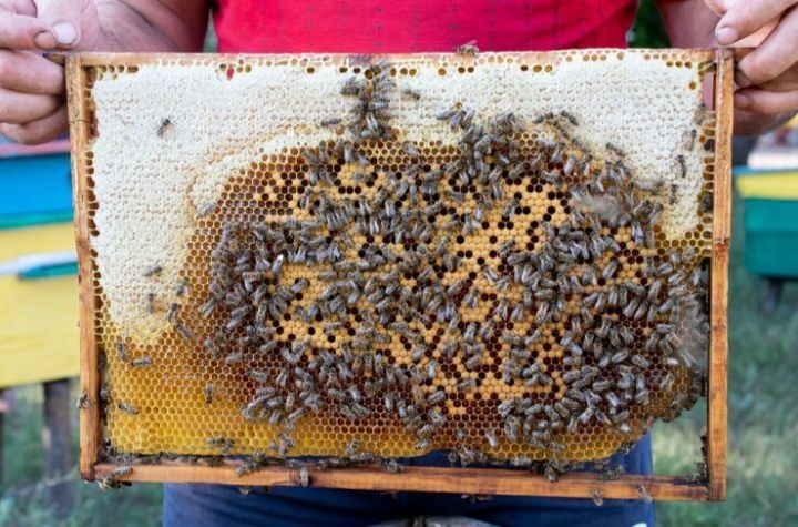 Здоровые пчелосемьи со своей пасеки. Улики