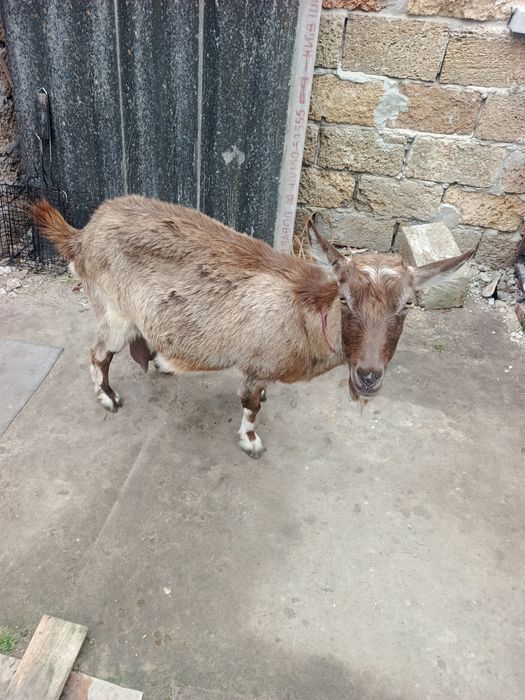 Продам дойную козочку