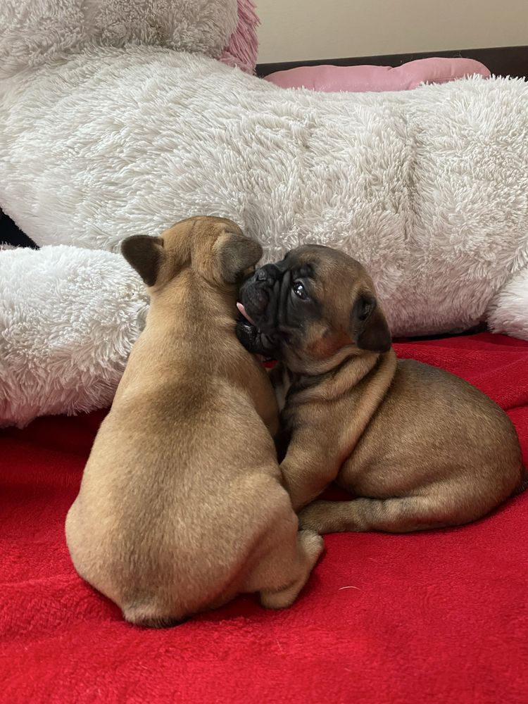 Na sprzedaż piesek buldog francuski. Przyjmujemy rezerwacje!
