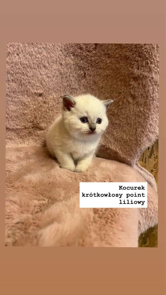 Kot Brytyjski Point Liliowy/ Niebieski