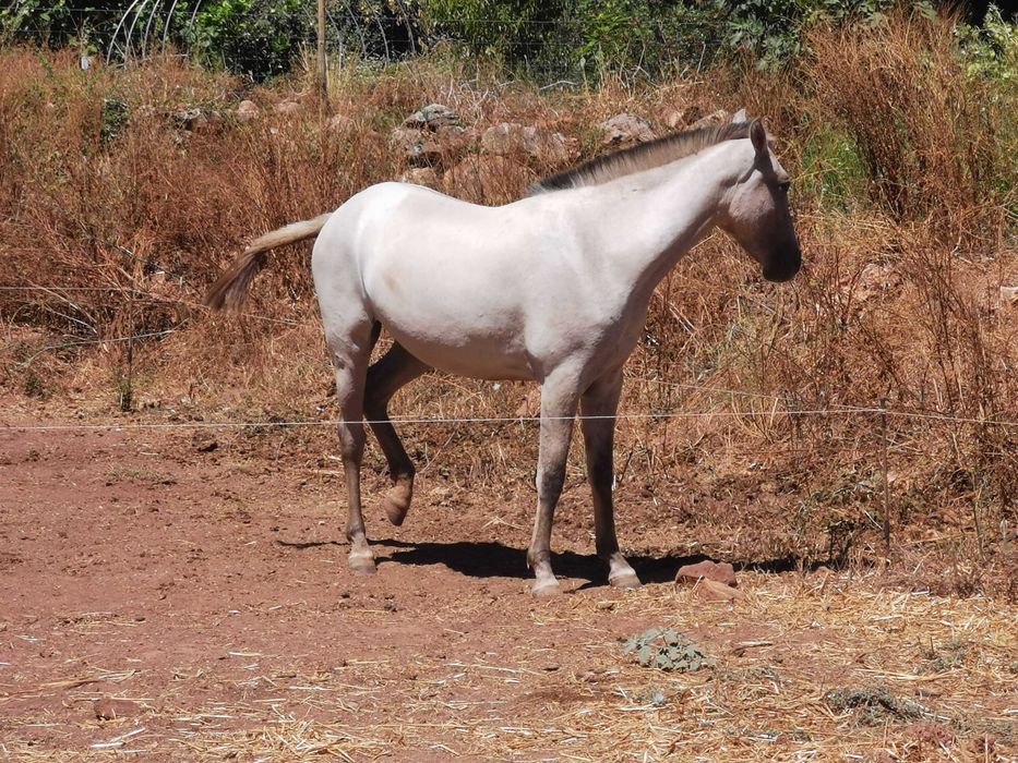 Sorraia x Lusitano lindissima e meiga