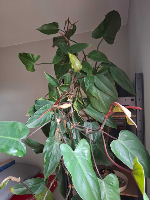 duża ceramiczna doniczka i filodendron red emerald