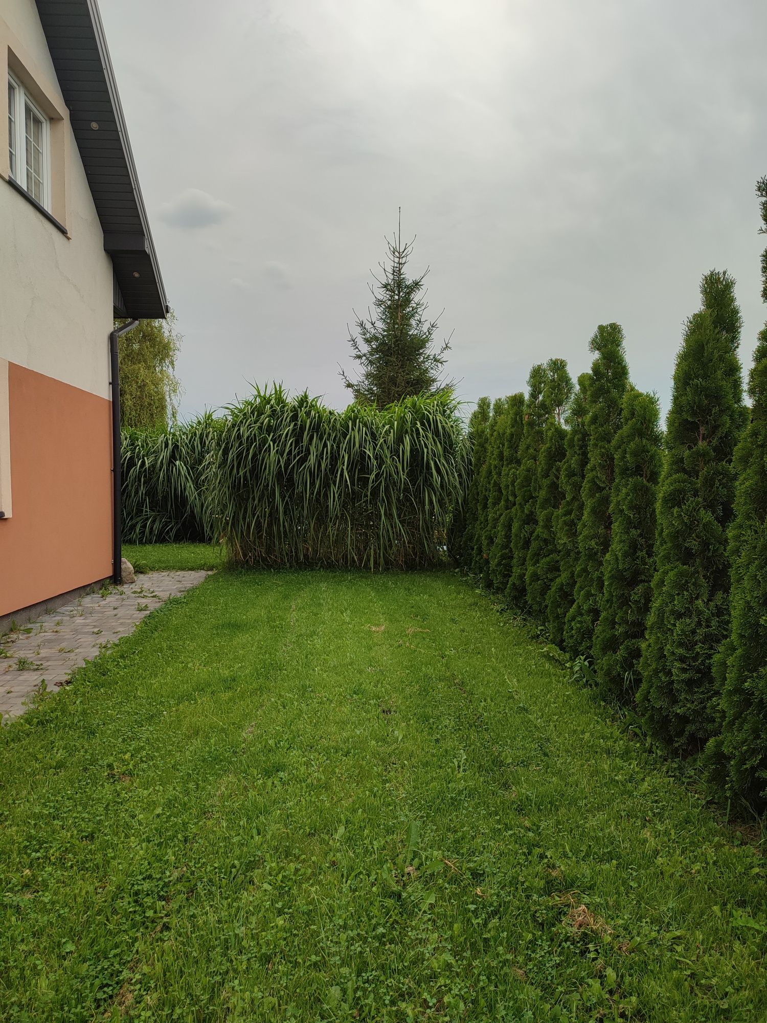 Trawa Miscant gigantea miskant gigant olbrzymia słoniowa żywopłot pędy